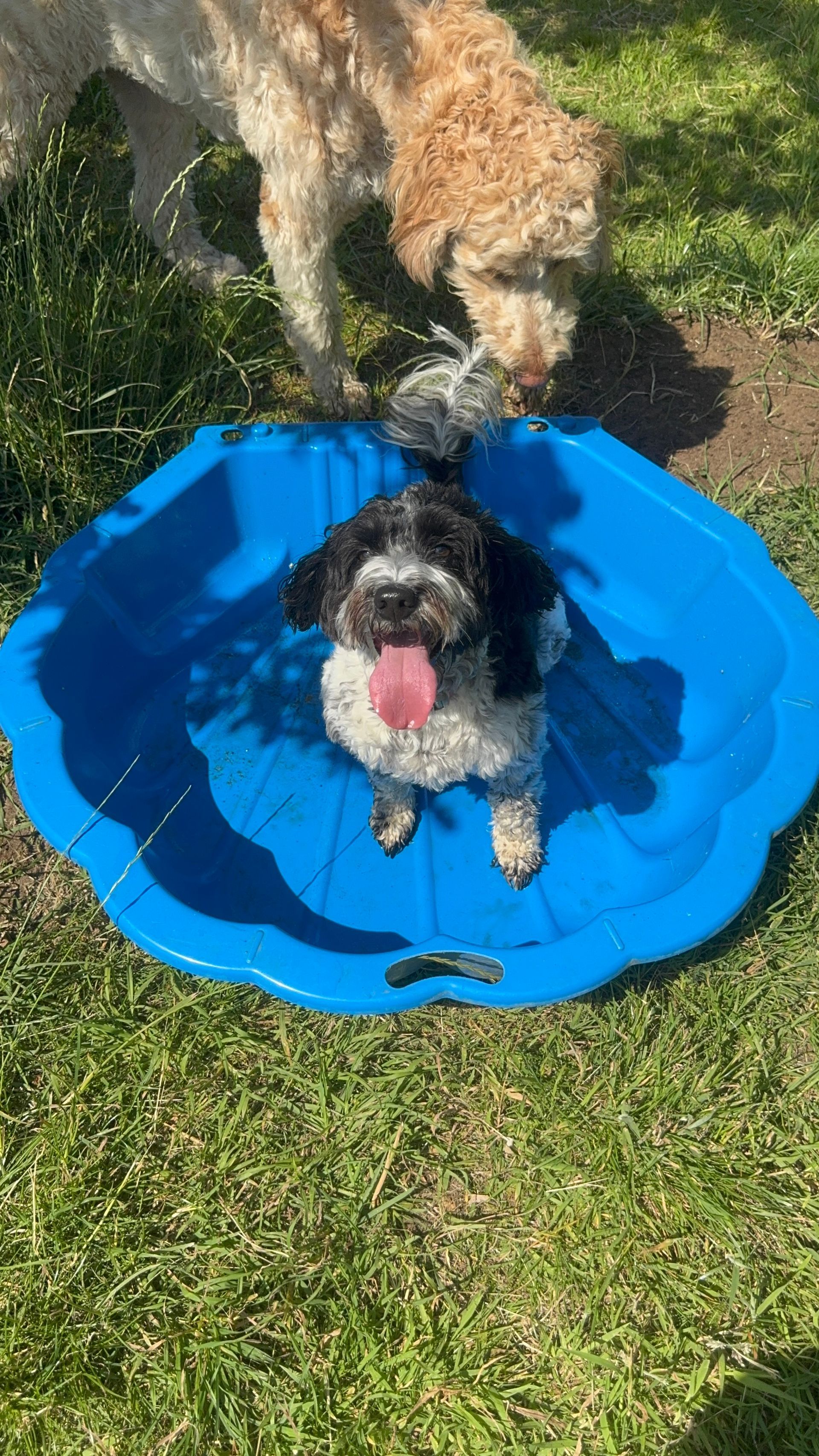 Cockerpoo and labradoodle in and near a paddling pool on a gundog training walk.