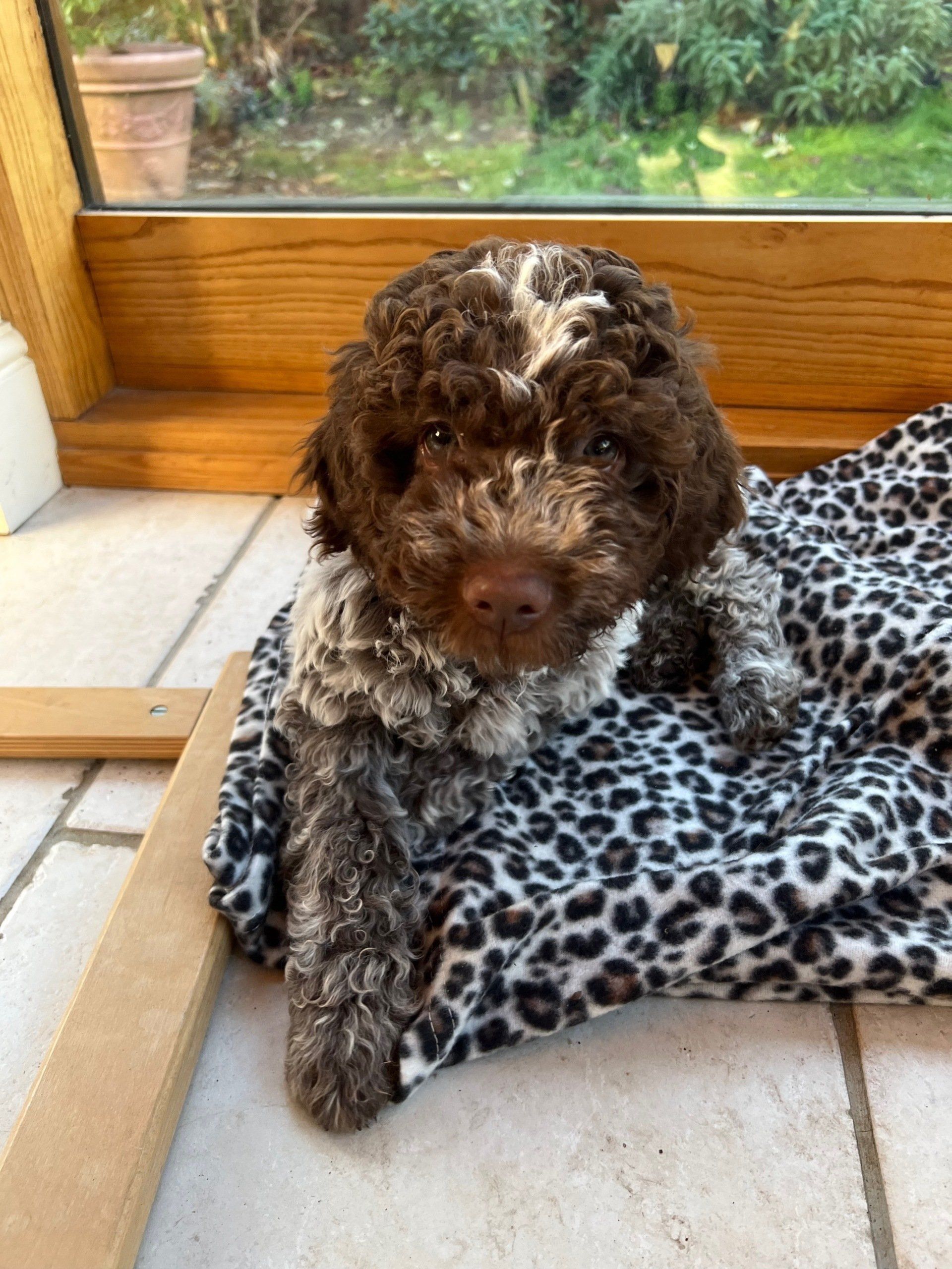 Brown and white fluffy Lagotto Romagnolo puppy laying on a blanket, looking at the camera