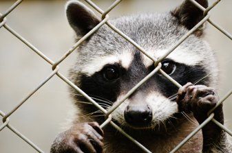 Racoon — Beaufort, SC — Tracks Wildlife Control