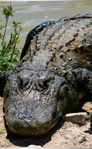 Alligator — Beaufort, SC — Tracks Wildlife Control