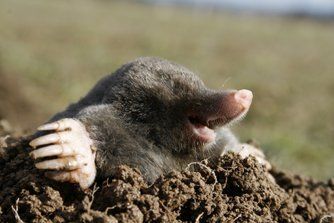 Mole in the Hole — Beaufort, SC — Tracks Wildlife Control