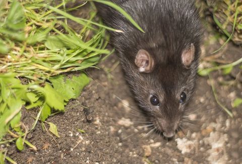 Rat — Beaufort, SC — Tracks Wildlife Control