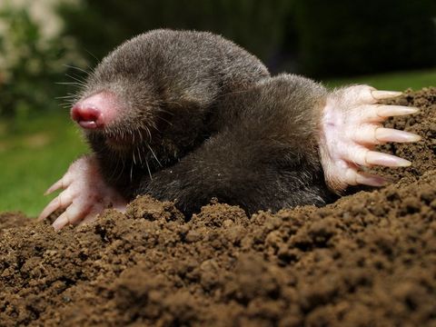 Mole — Beaufort, SC — Tracks Wildlife Control