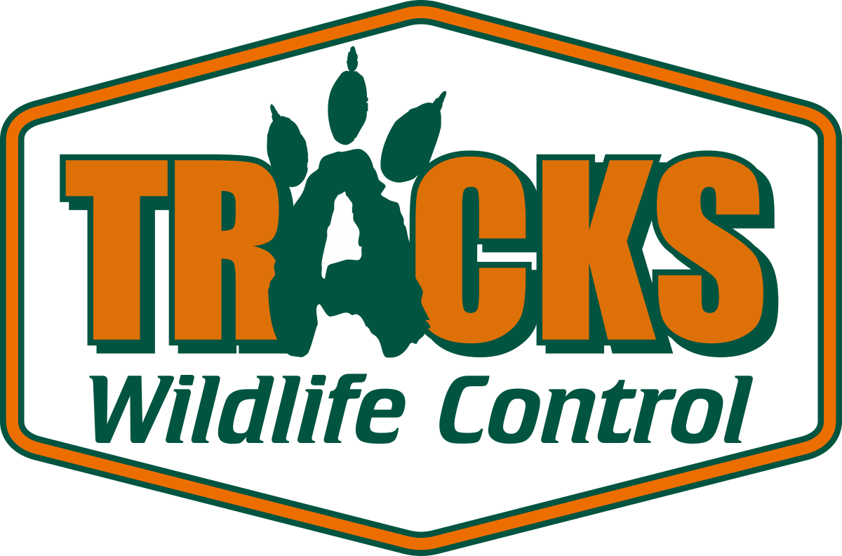 Animal Control | Beaufort, SC | Tracks Wildlife Control