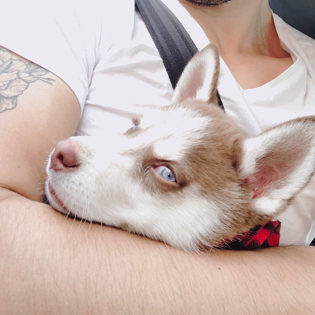 A brown and white dog with blue eyes is laying on a man 's arm