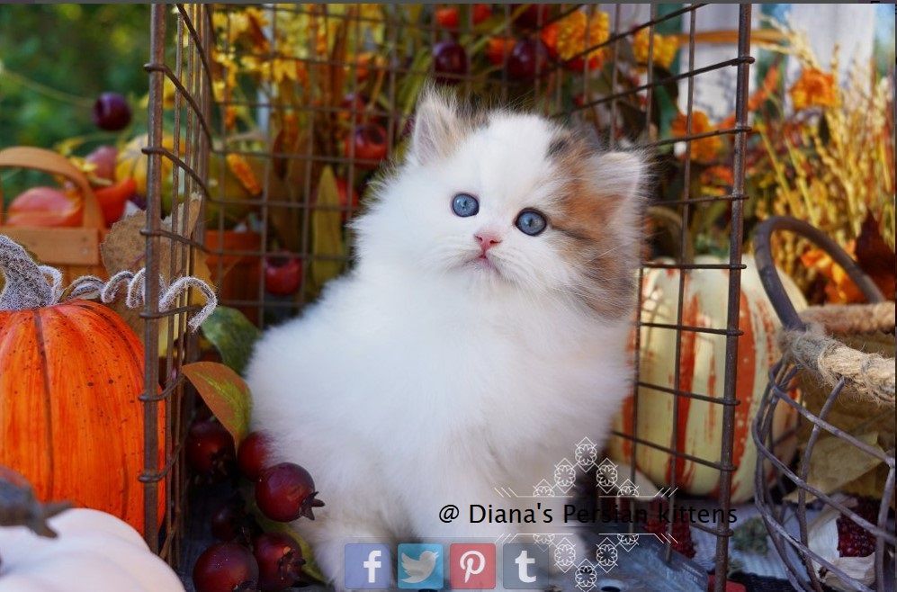 A white kitten is sitting in a basket surrounded by pumpkins
