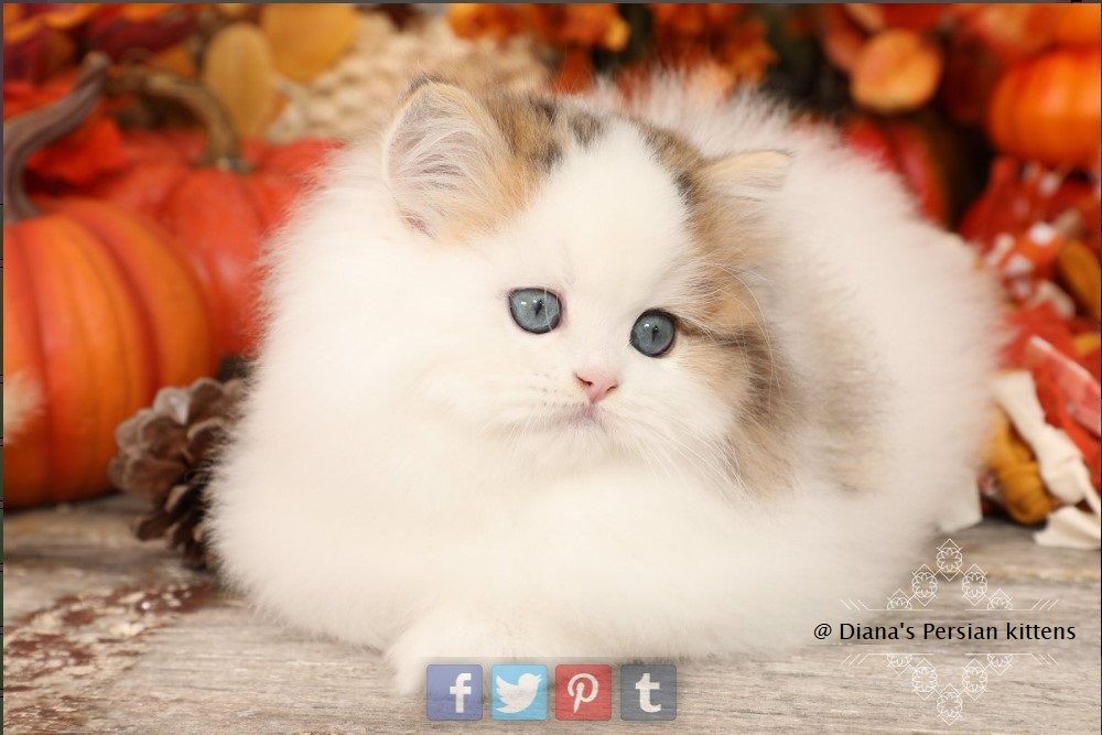 A white and brown kitten with blue eyes is laying in front of pumpkins