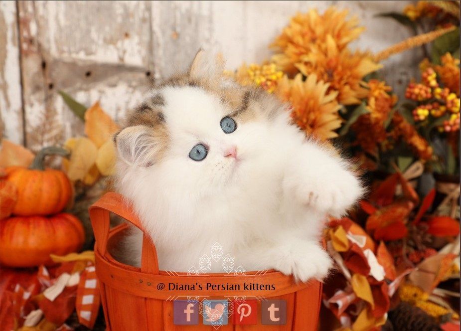 A white and brown kitten is sitting in an orange basket surrounded by pumpkins and leaves.