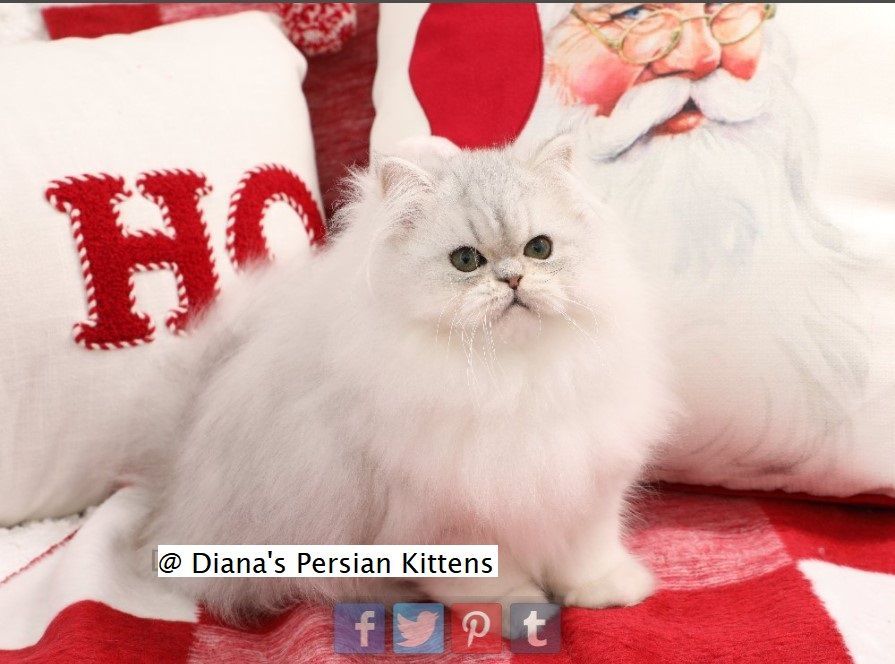 Diana 's persian kittens is advertising their kittens for sale