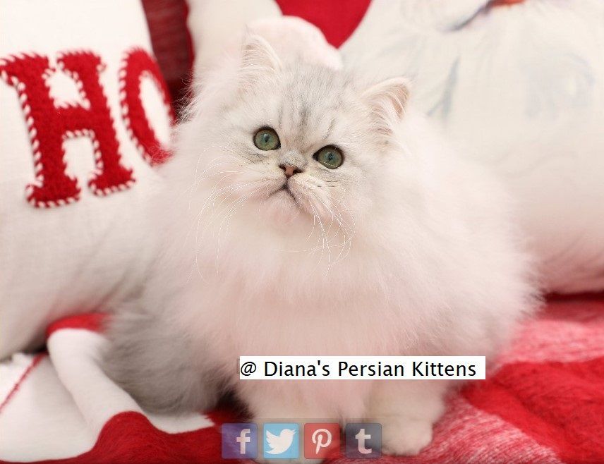 A white kitten is sitting next to a red pillow that says ho