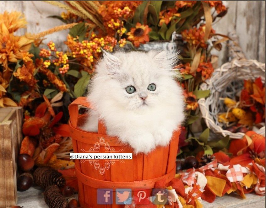 A white kitten is sitting in an orange bucket