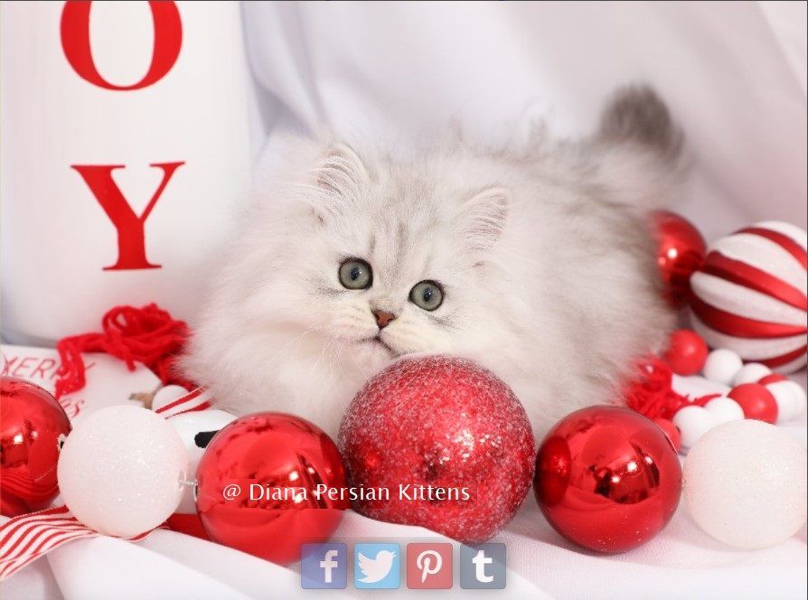A kitten is surrounded by red christmas ornaments