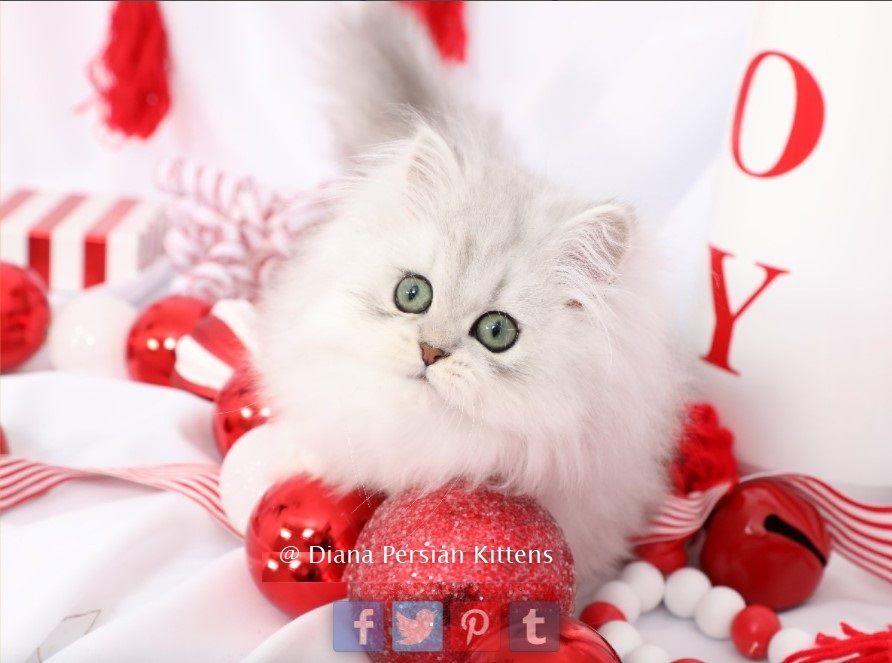 A kitten is laying on a bed surrounded by christmas decorations