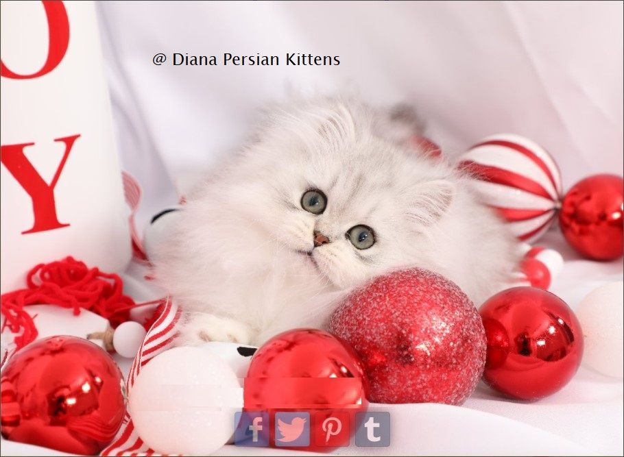 A kitten is laying on a bed surrounded by christmas decorations