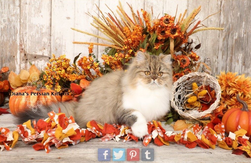 A cat is surrounded by autumn leaves and pumpkins