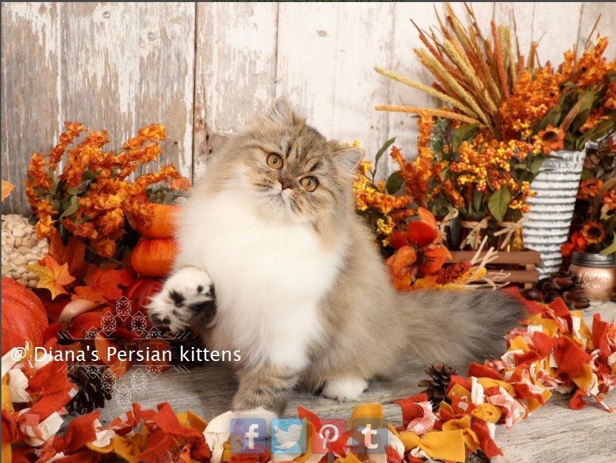 A persian kitten is surrounded by autumn leaves and pumpkins