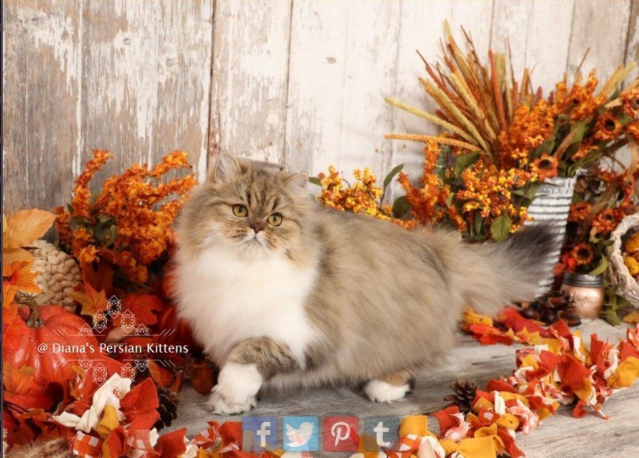 A cat is surrounded by autumn leaves and pumpkins