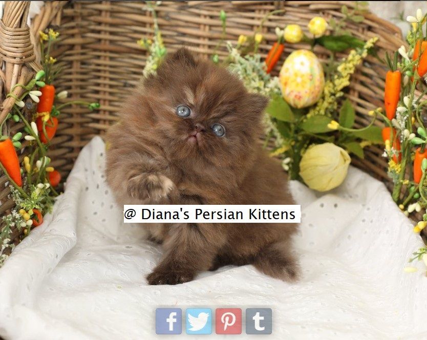 A small brown kitten is sitting in a basket with flowers