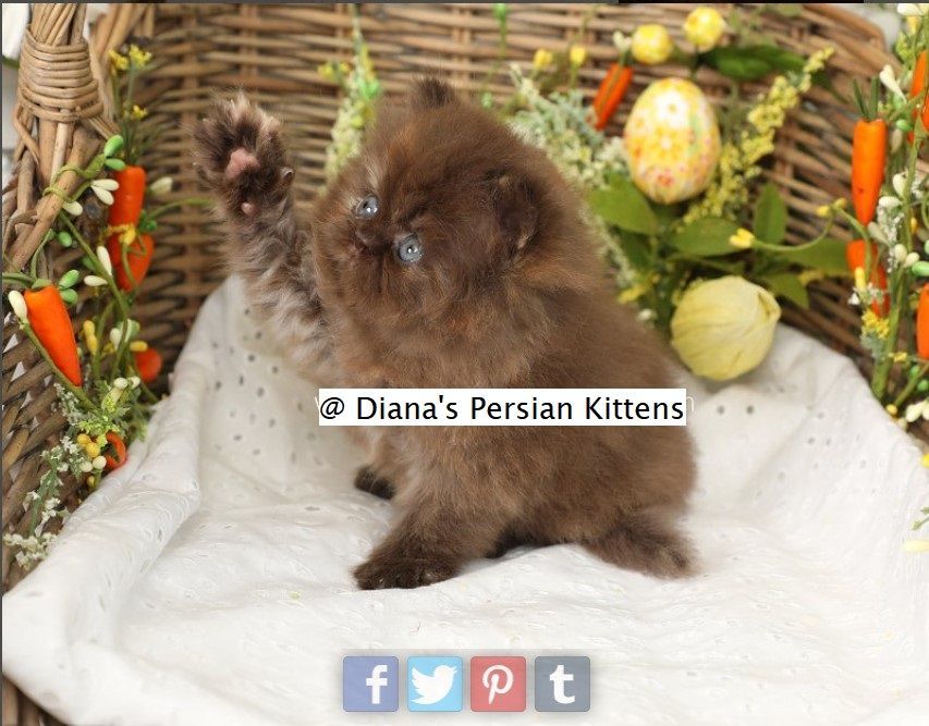 A small brown kitten is sitting in a basket with flowers