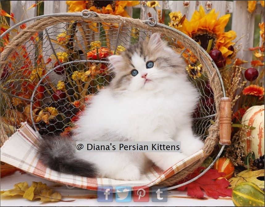 A kitten in a basket with diana 's persian kittens written on the bottom