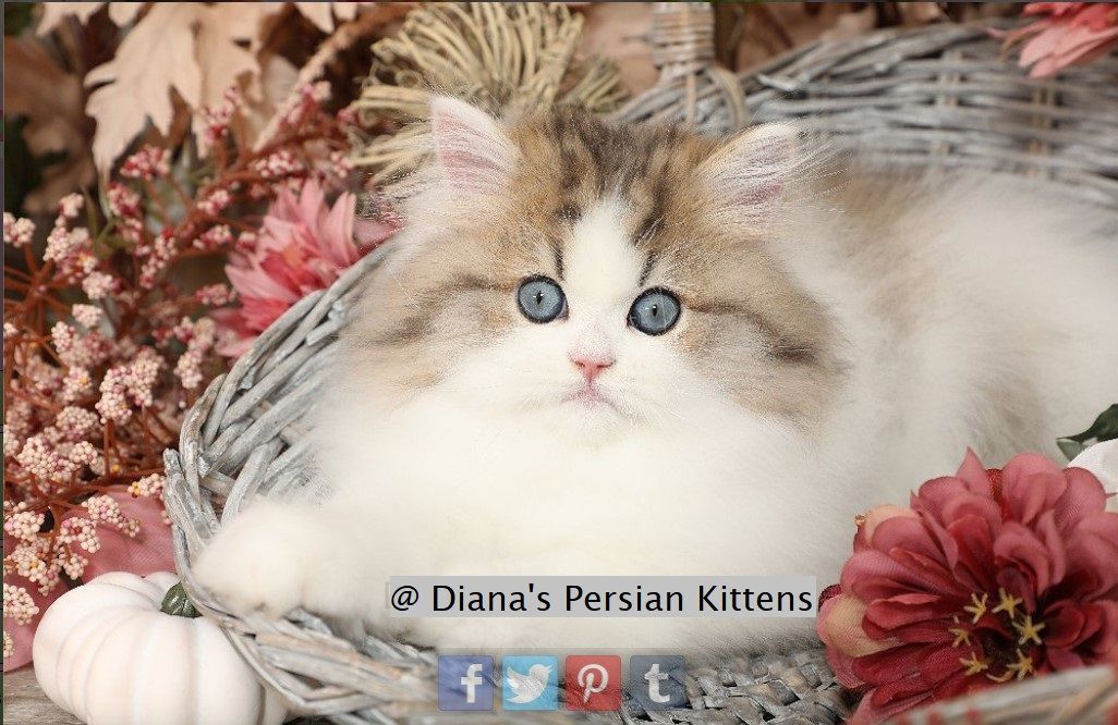 A kitten in a basket with diana 's persian kittens written on the bottom