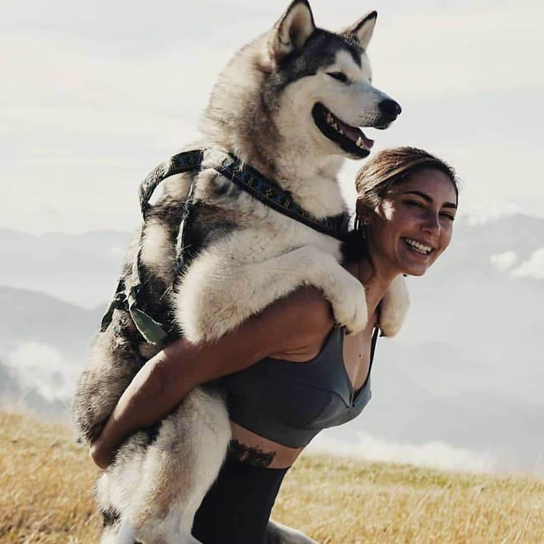A woman is carrying a husky dog on her back.