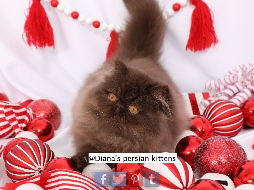 A cat is surrounded by red and white christmas ornaments