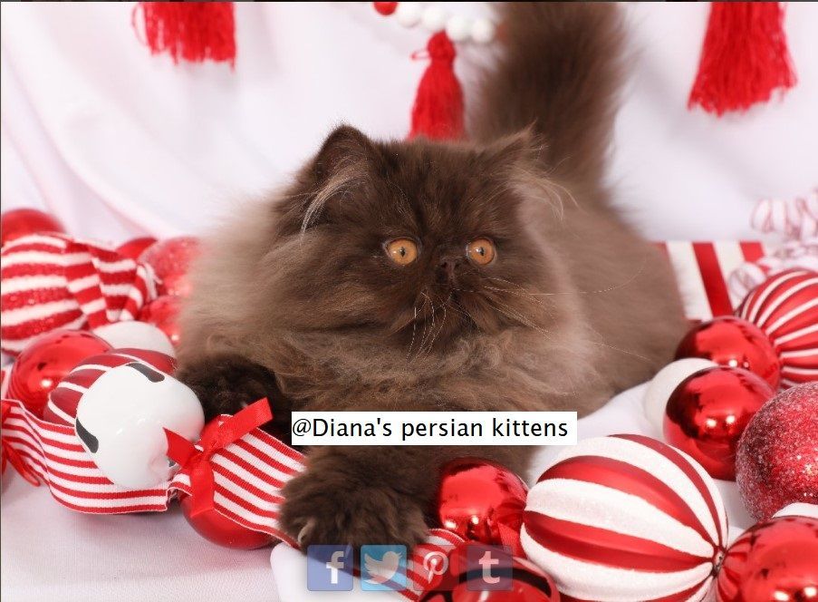 A cat is laying in a pile of red and white striped christmas ornaments