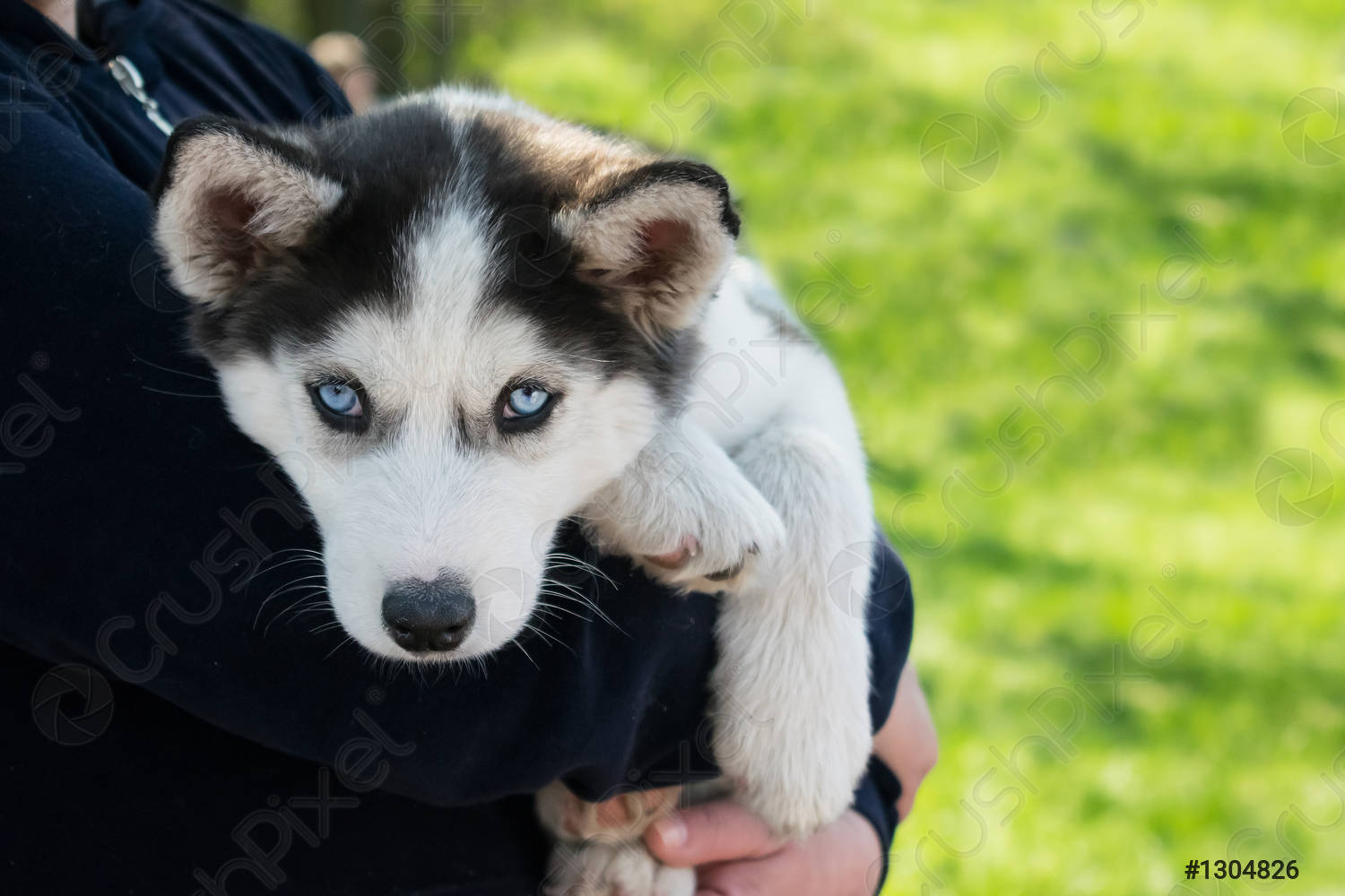A person is holding a husky puppy with blue eyes in their arms.