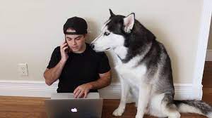 A man is talking on a cell phone while a husky dog sits next to him.
