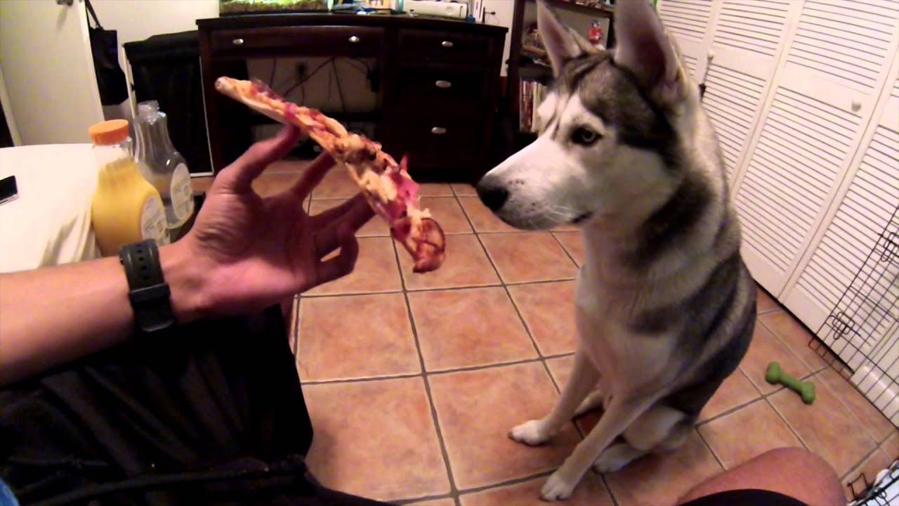 A husky dog looking at a slice of pizza