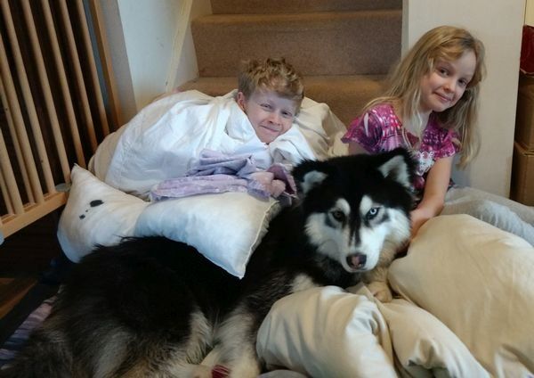 A boy and a girl are laying in bed with a husky dog