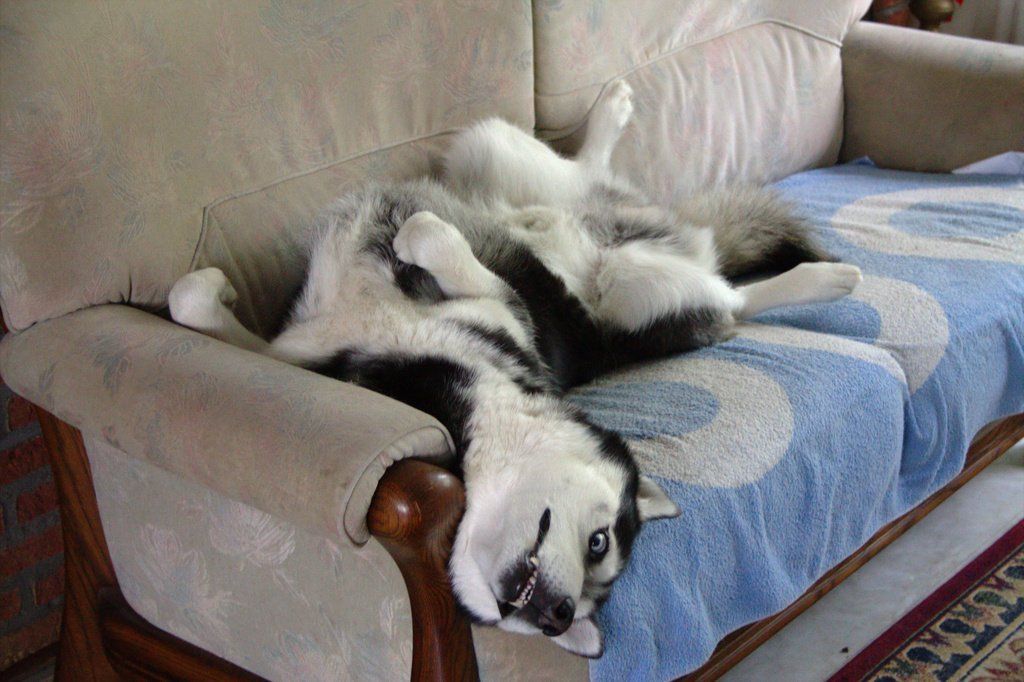 A husky dog laying on its back on a couch