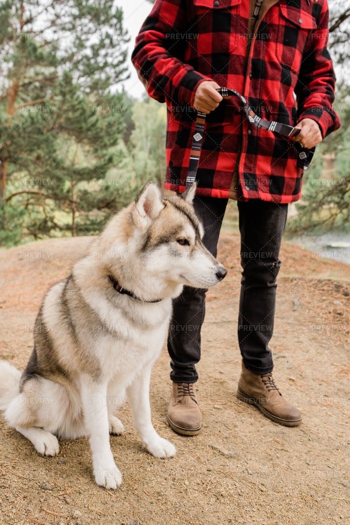 A man is walking a husky dog on a leash.