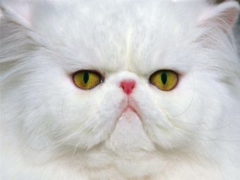 A close up of a white cat with yellow eyes