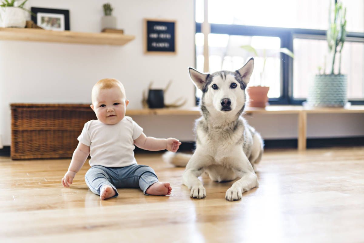 A baby is sitting on the floor next to a husky dog