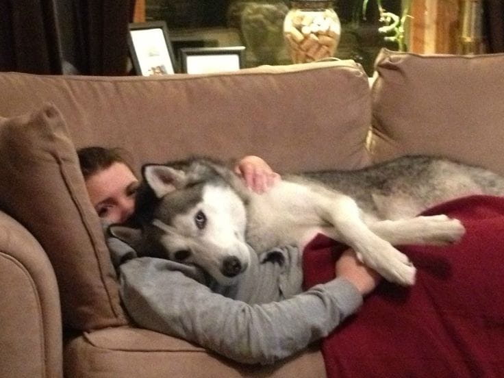 A woman is laying on a couch with a husky dog