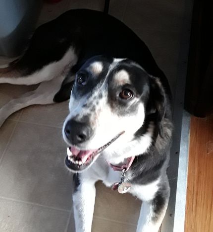 A black and white dog looking up at the camera with an open, happy expression while lying on a tiled floor.