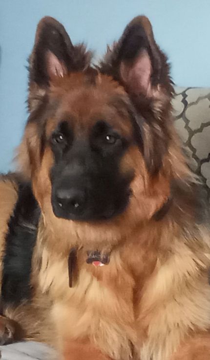 A fluffy, long-haired German Shepherd with a black mask and tan coat looks forward against a light blue background.