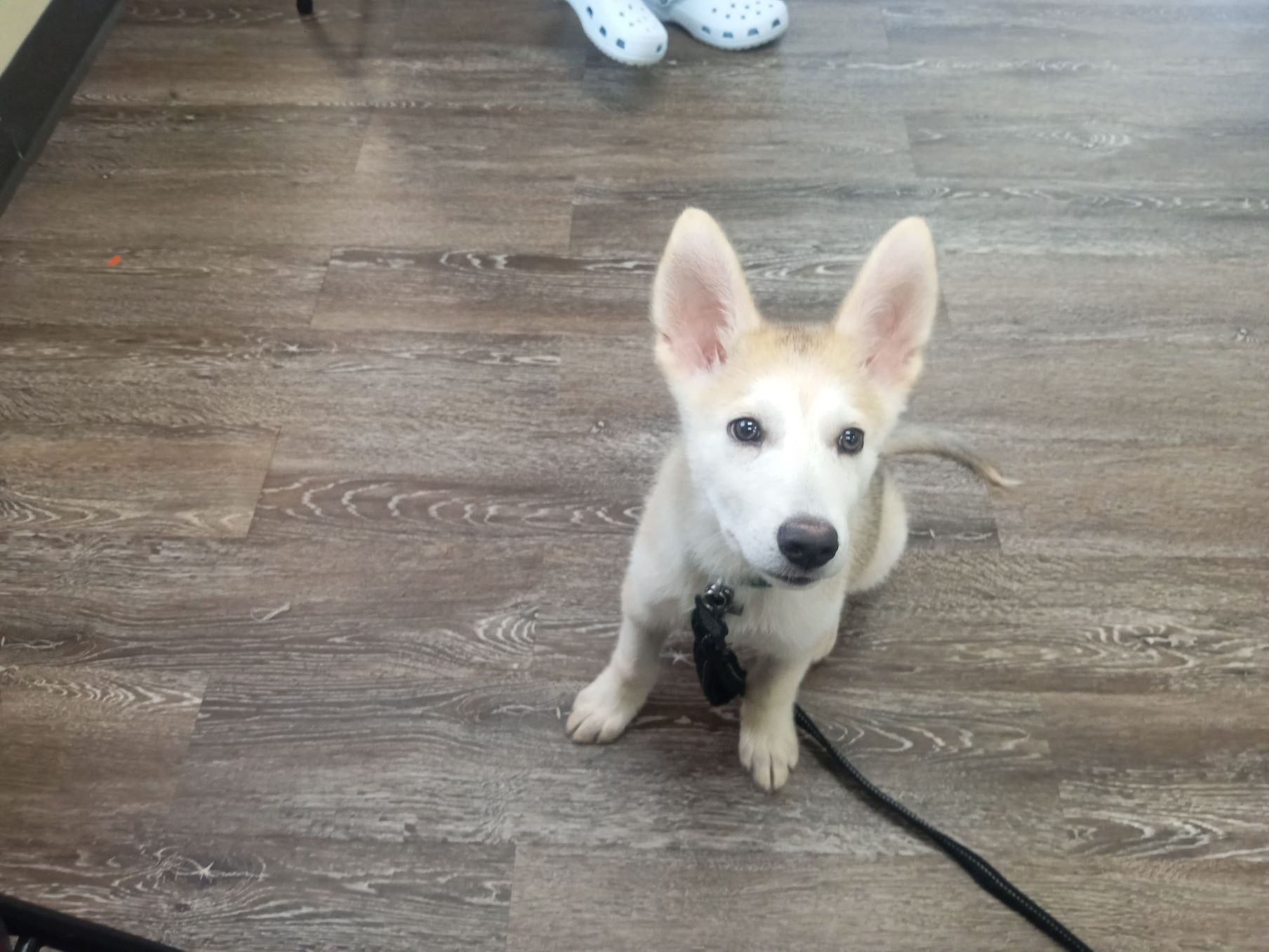 Tan and white puppy sitting on a wood floor, looking up.