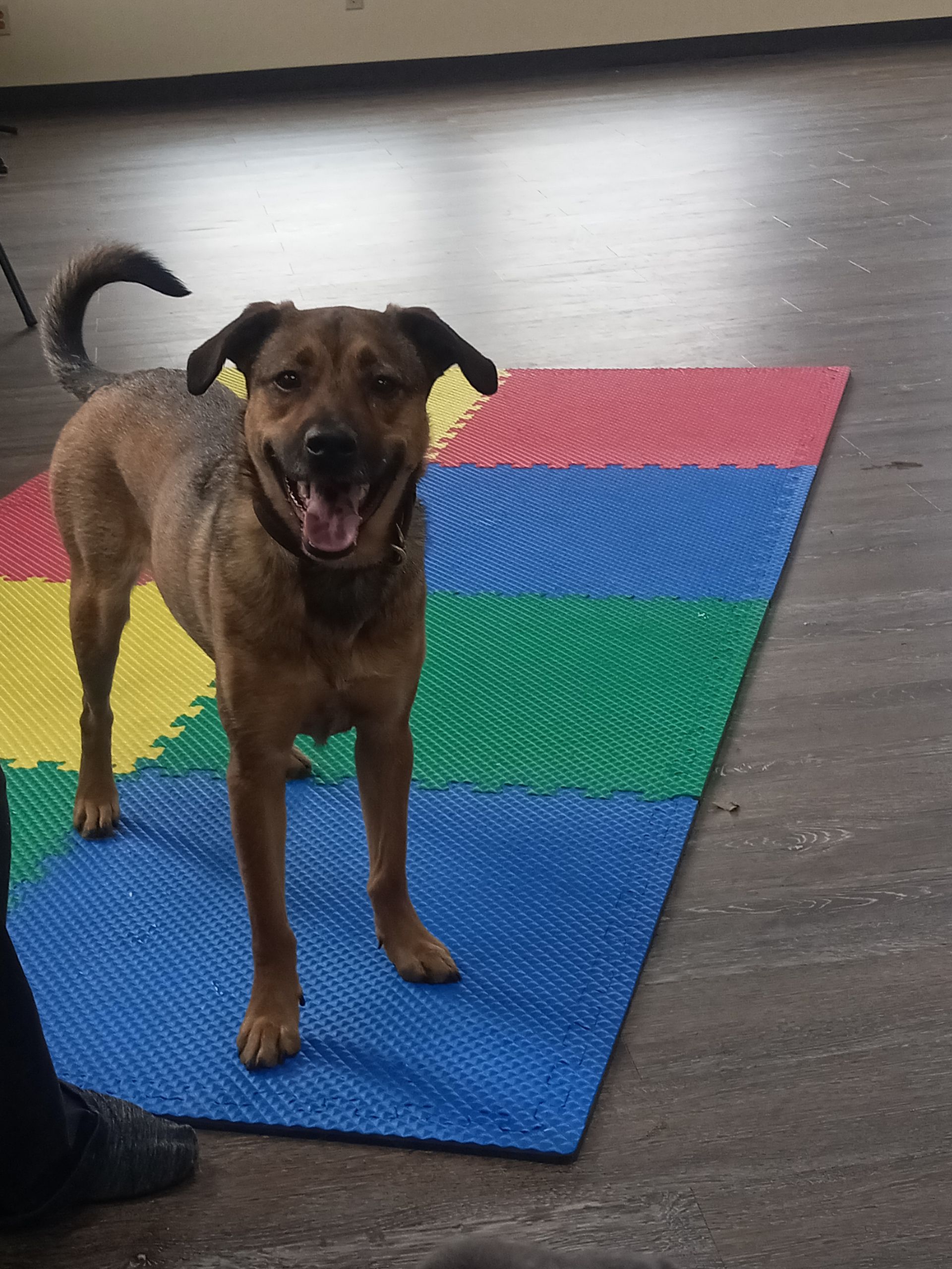 Brown dog stands on colorful mat, smiling with mouth open. Indoors.