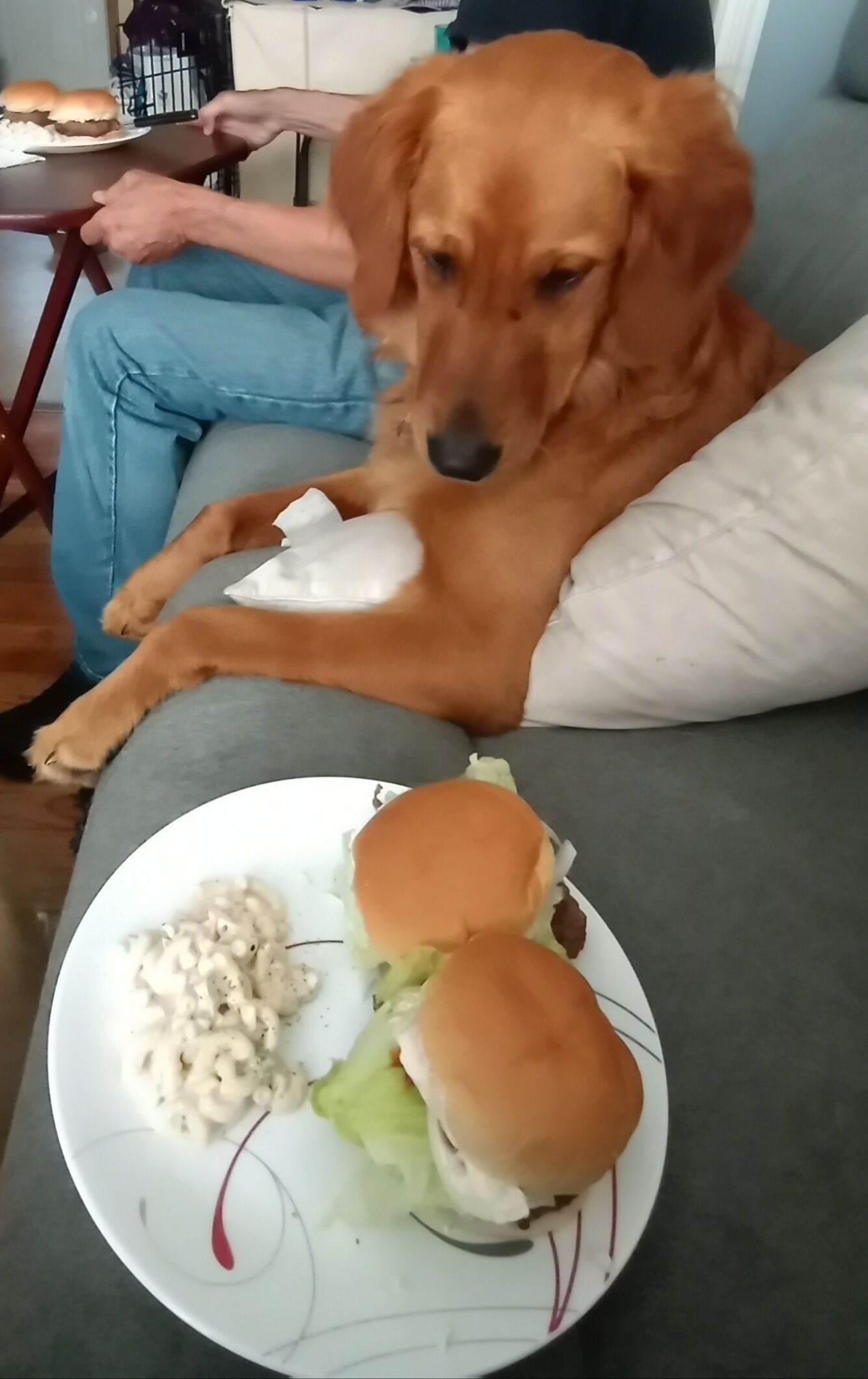 Golden retriever on couch gazes at plate with burgers and potato salad, person seated nearby.