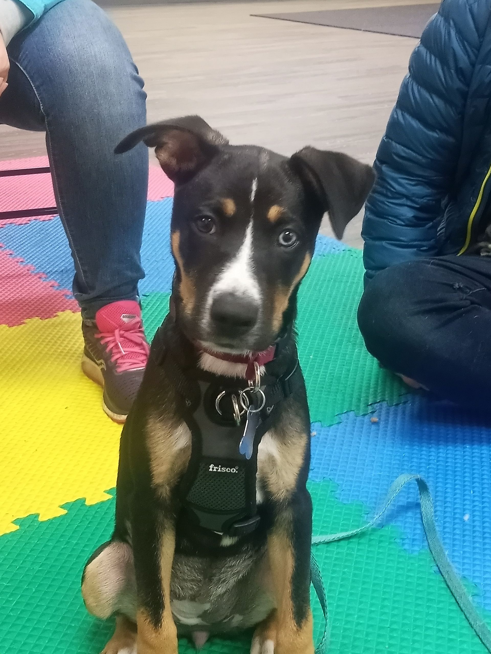 Black and tan puppy with white markings wearing a harness, sitting on colorful mats, looking at the camera.