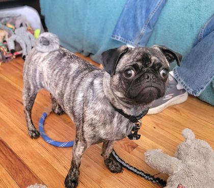 Poppy, the clever Pug
