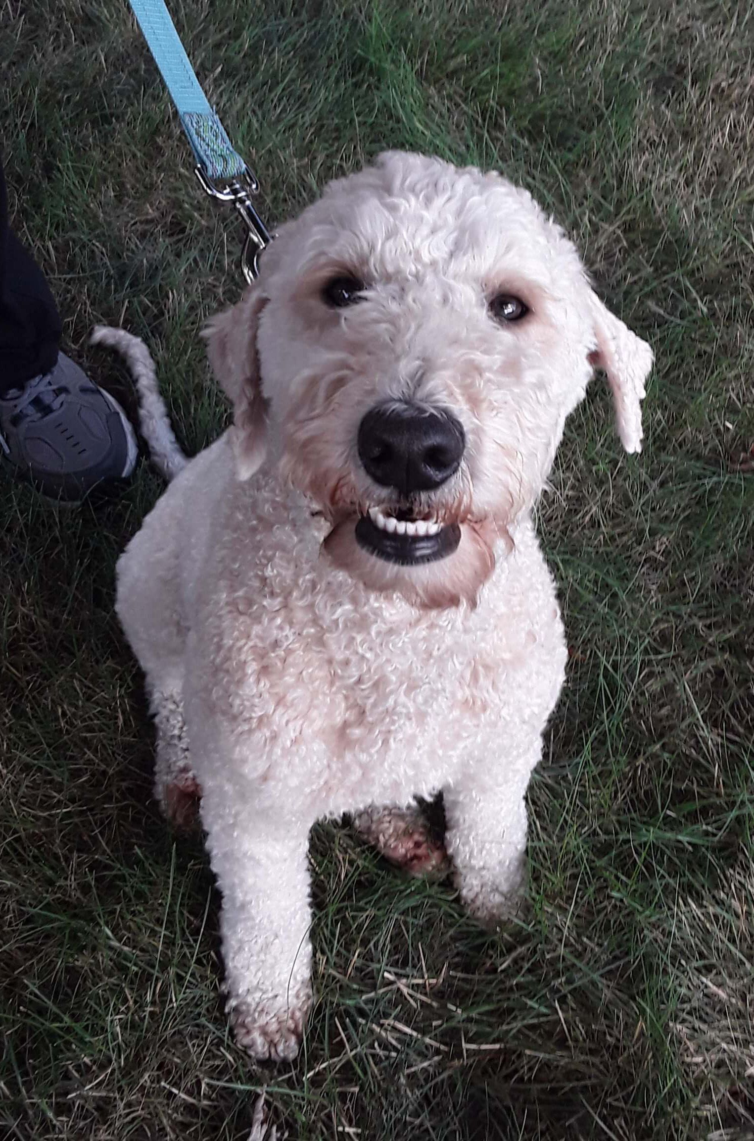 Beige-colored Goldendoodle sitting on grass, smiling, attached to a light blue leash.