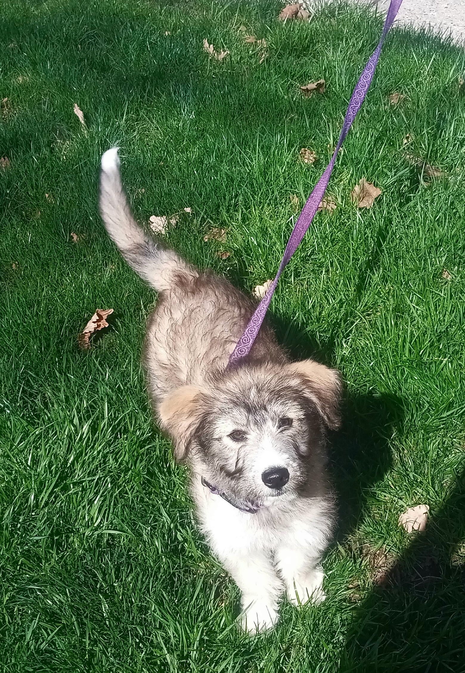 Dog on a leash, looking up. Brown and white fur, standing on grass.