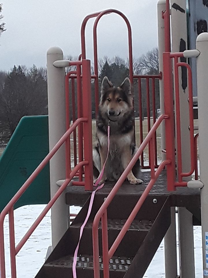 Dog sitting on playground steps, wearing a pink leash. Red and brown play structure, snowy ground, trees in the background.