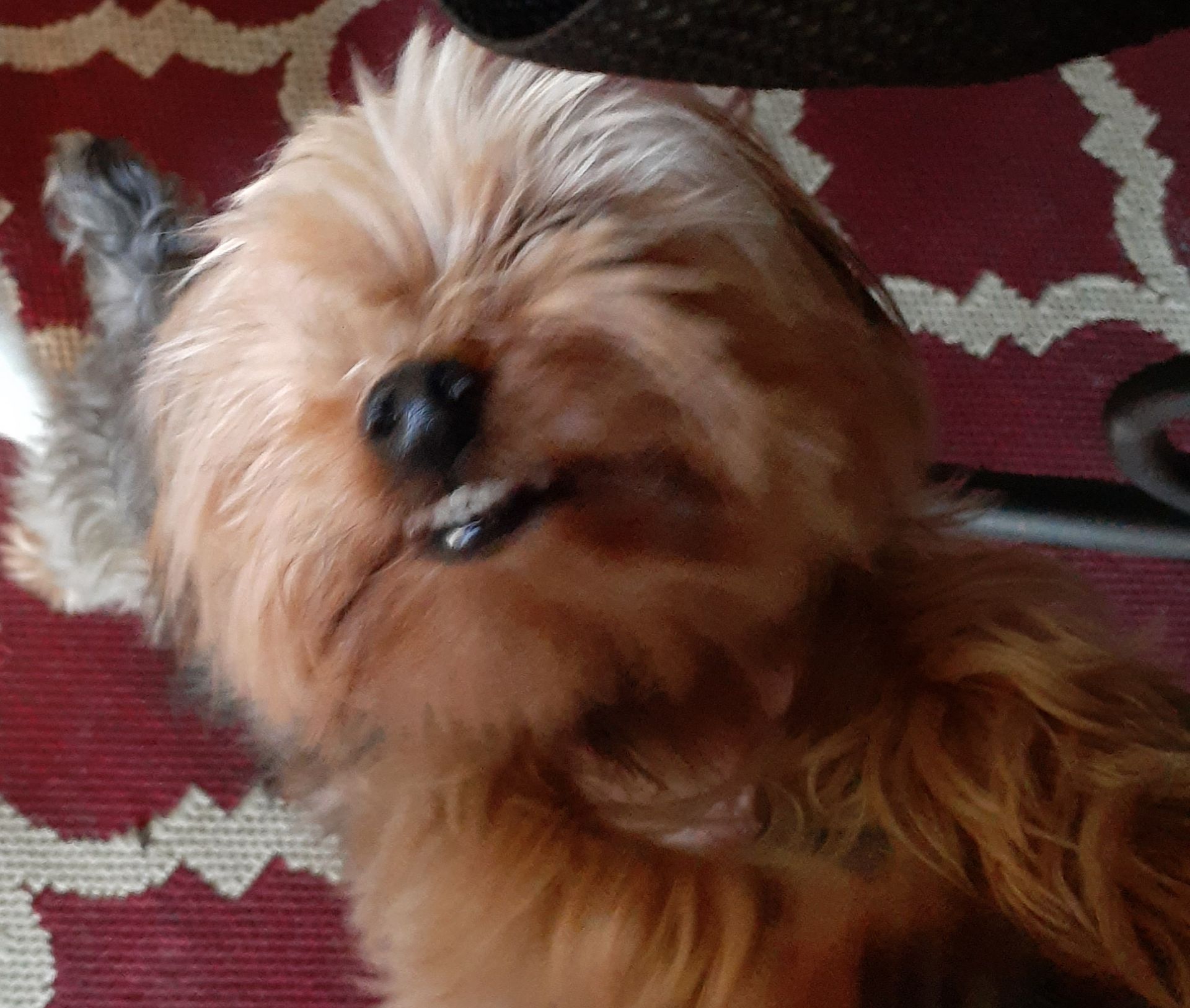 Small, fluffy brown dog lying on its back, showing teeth, on a red patterned rug.