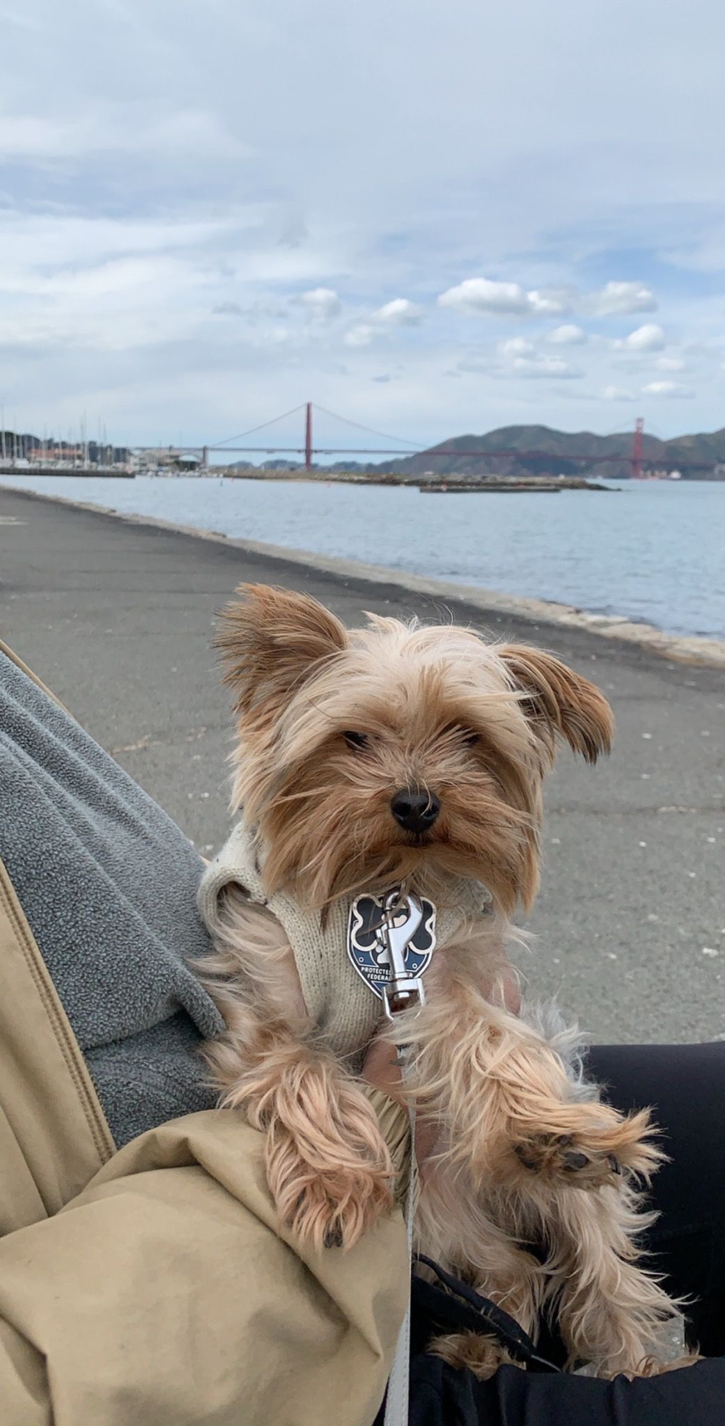 Yorkshire Terrier dog sitting in a person's lap, looking towards a bridge over water on a cloudy day.