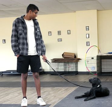 A person wearing a flannel shirt and shorts holds a leash while looking at a black dog lying on a mat in a training room.